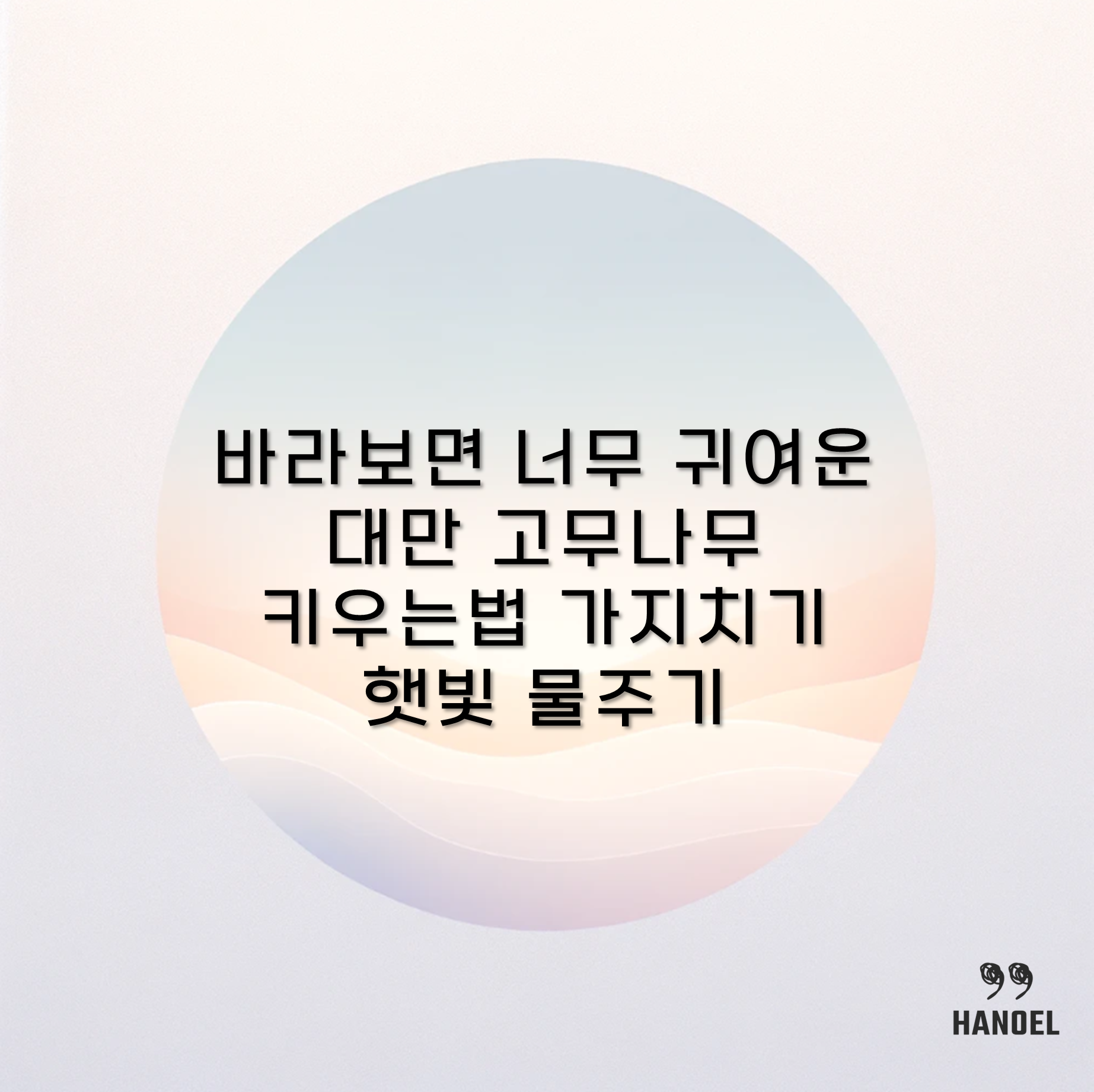 바라보면 너무 귀여운 대만 고무나무 키우는법 가지치기 햇빛 물주기