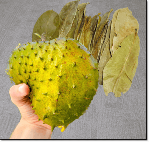 그라비올라 열매와 잎