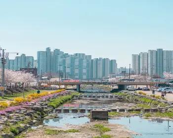 대청호 벚꽃축제_19