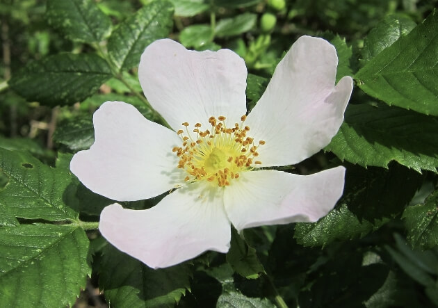 찔레꽃 꽃말