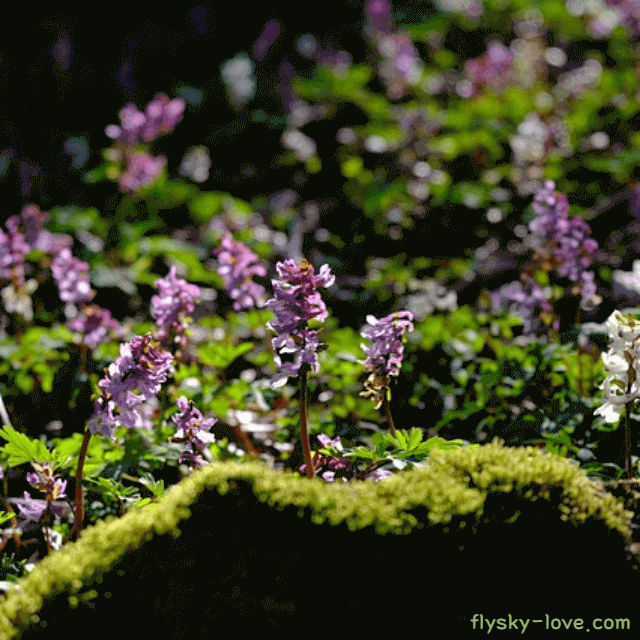 통증에 효과적인 현호색
