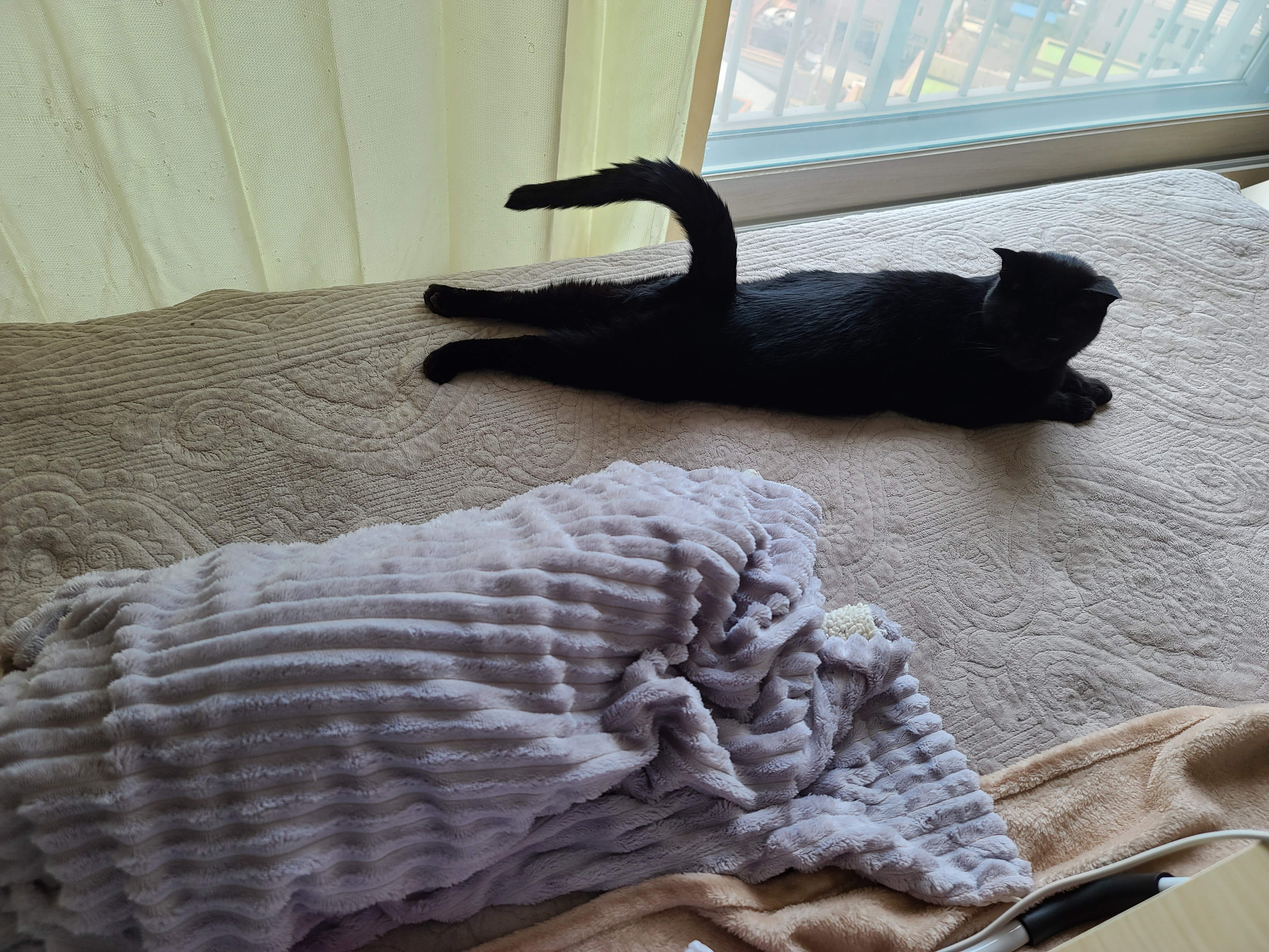 에어컨 바람을 피하고 싶을때 올블랙 건이와 막둥이 삐용이의 선택은...!