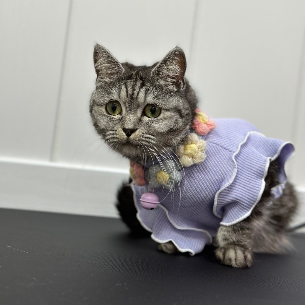 고양이 노려보는 이유