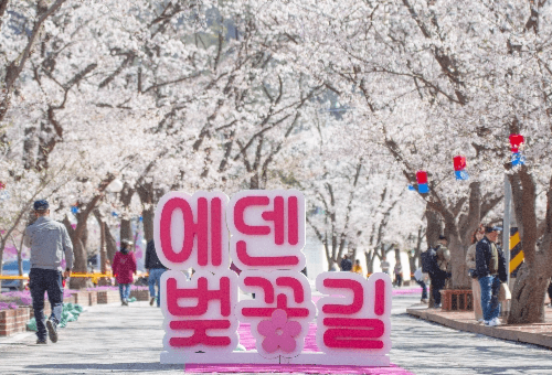 가평 에덴벚꽃길 벚꽃 축제