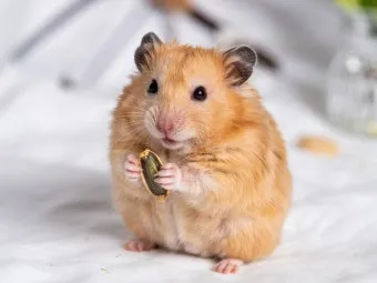 햄스터 한밤중에 집을 탈출하려는 이유 관리_3