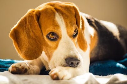 개가 자신의 발을 물어버리는 이유