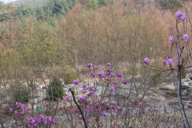 국립 백두대간수목원