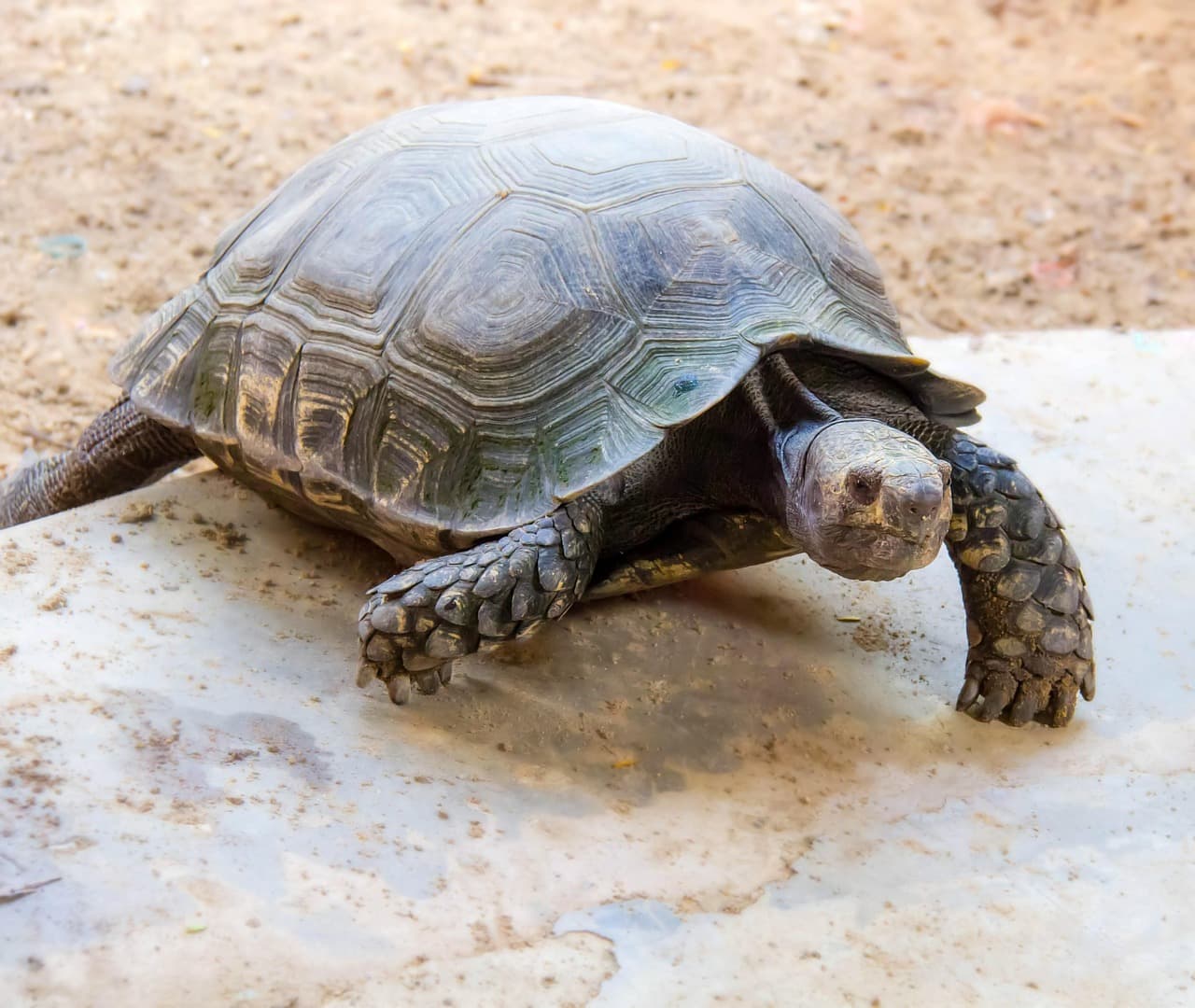 (초보자 ver)육상 거북 완벽 가이드15 - 거북과 교감하기: 스트레스 없는 핸들링 방법