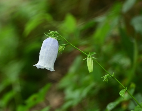 가을에 피는 꽃 금강초롱꽃