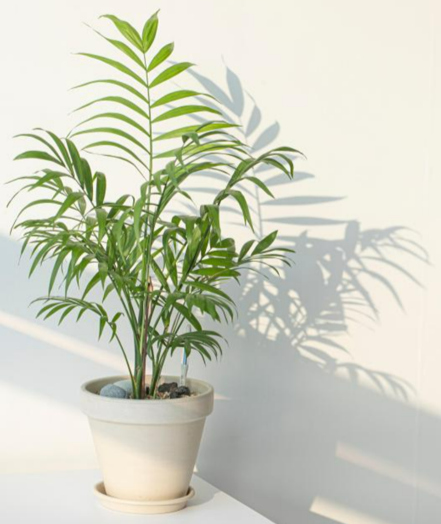 고양이 독성식물5