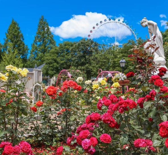장미축제 전국 TOP5