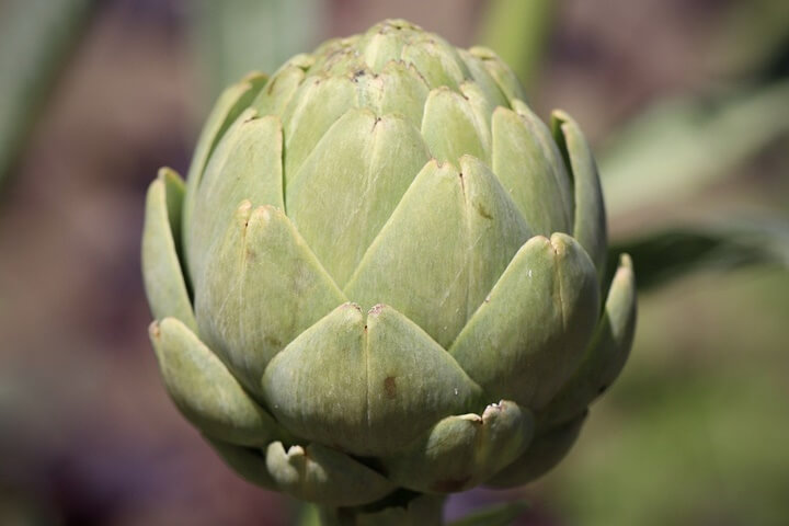 아티초크-사진