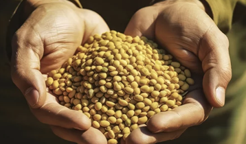 빈혈에 좋은 콩류