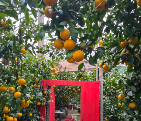 6시내고향 한라봉 제주 서귀포시 쇠소깍산물관광농원