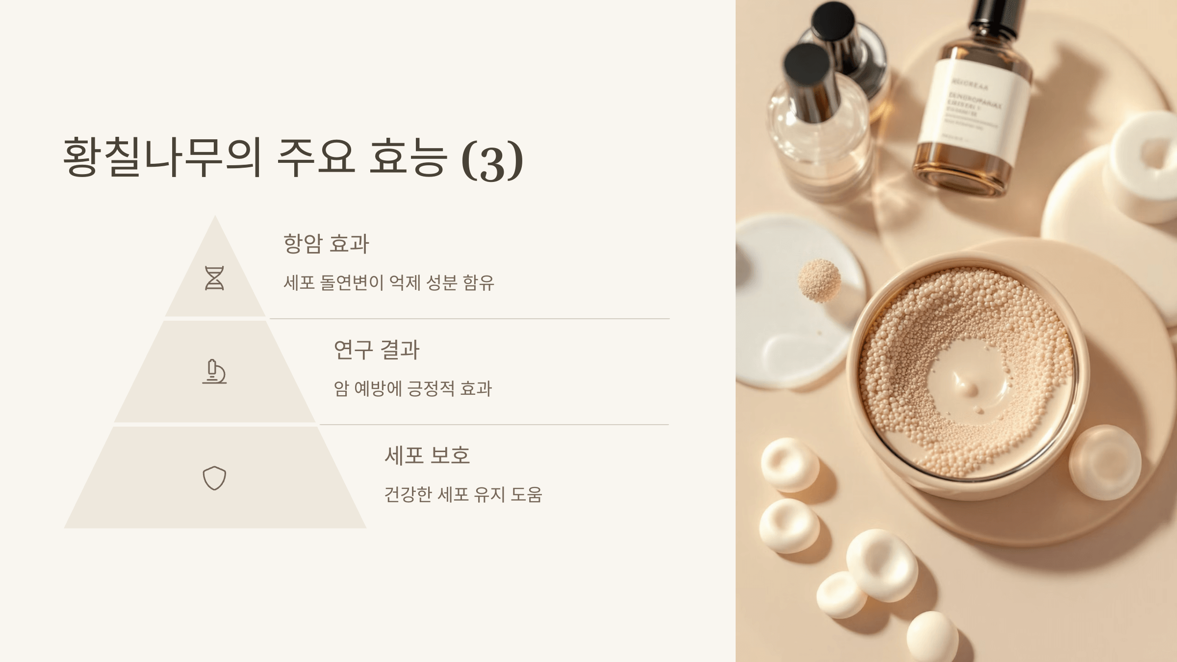 황칠나무 사진입니다.