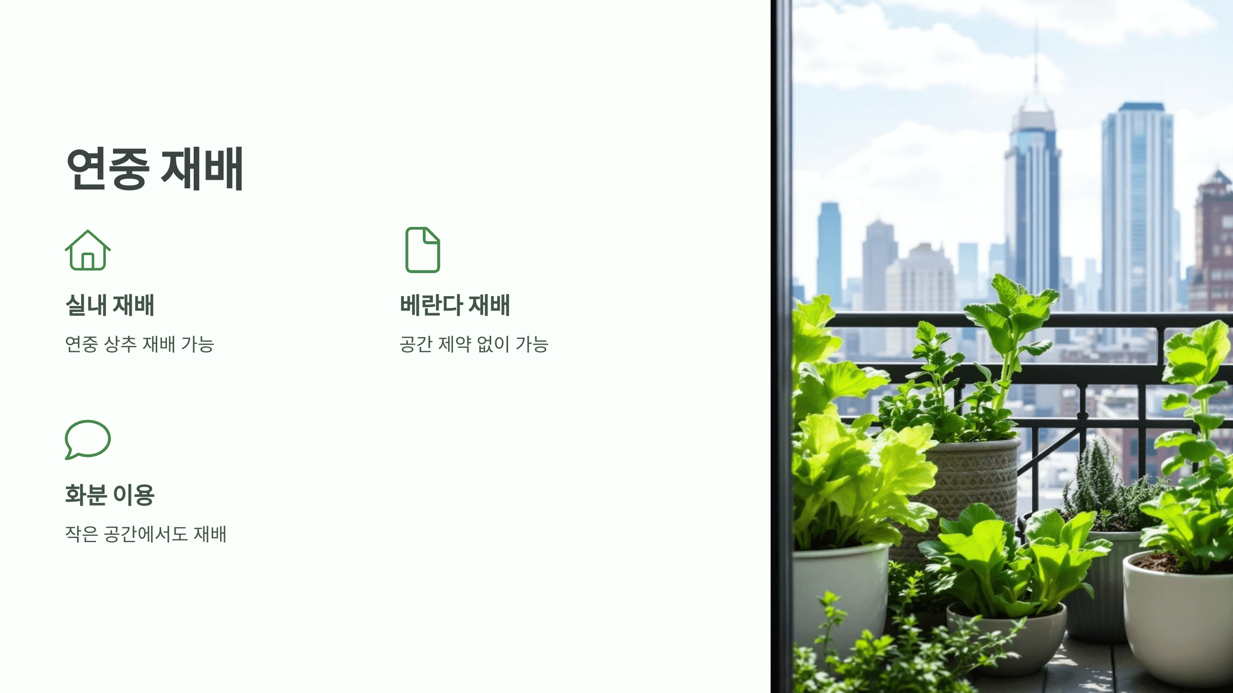 상추 사진입니다.