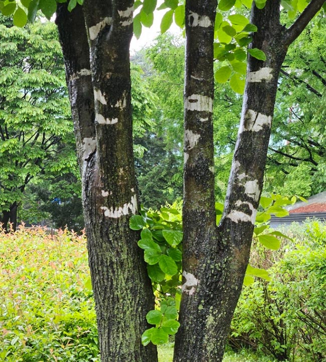물푸레나무