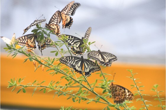 2025 함평 나비 축제 일정부터 주차·입장료까지! 꿀팁 총정리