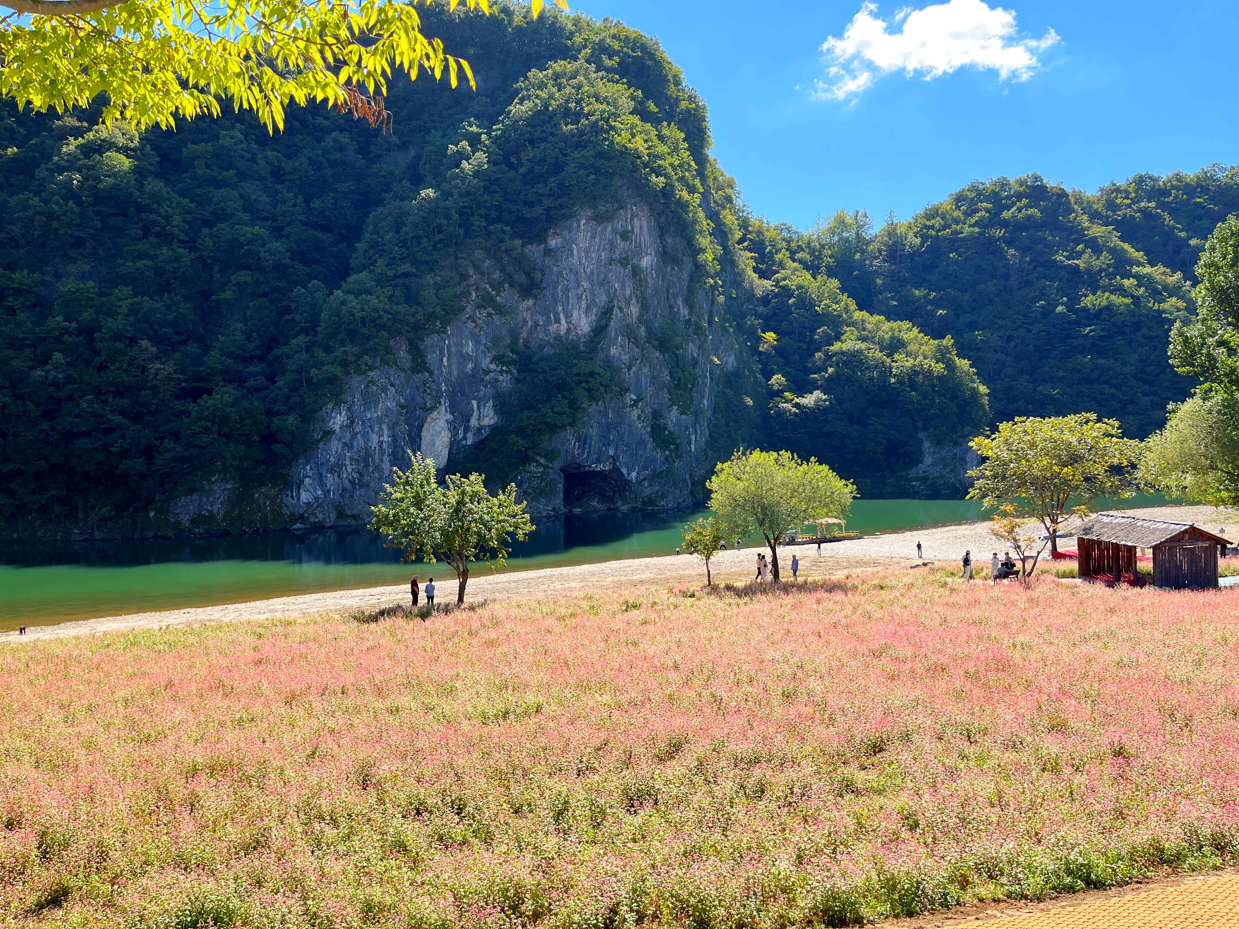영월 홍메밀 축제