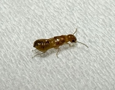 마른나무흰개미