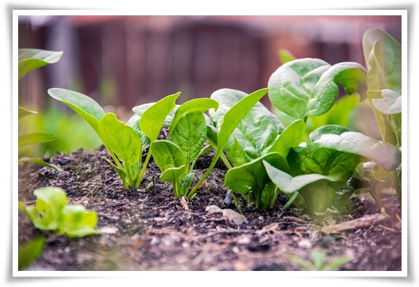 텃밭 "9월에 심기 좋은 작물" 풍성한 수확 기대해도 좋아요!