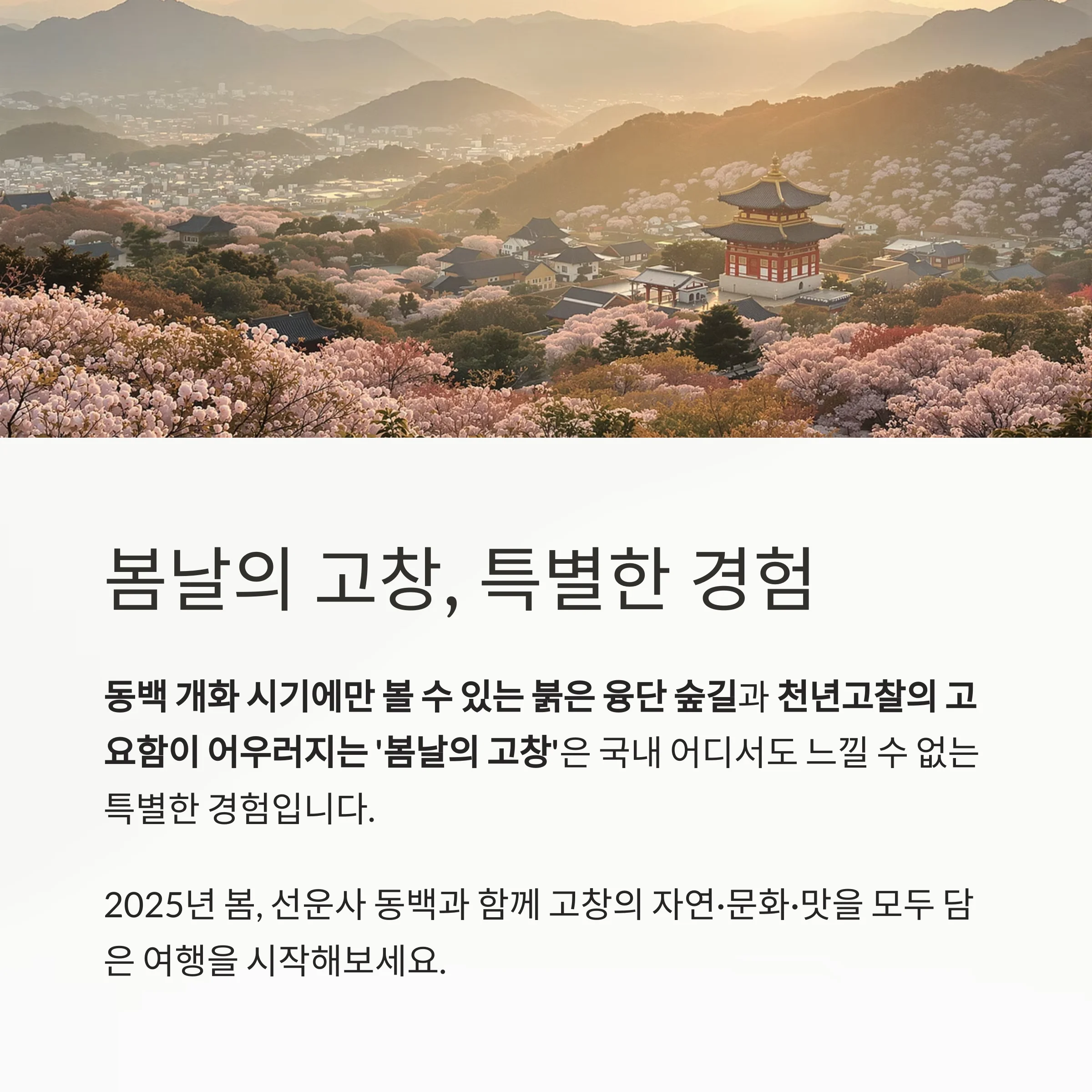 고창 선운사 동백꽃 명소