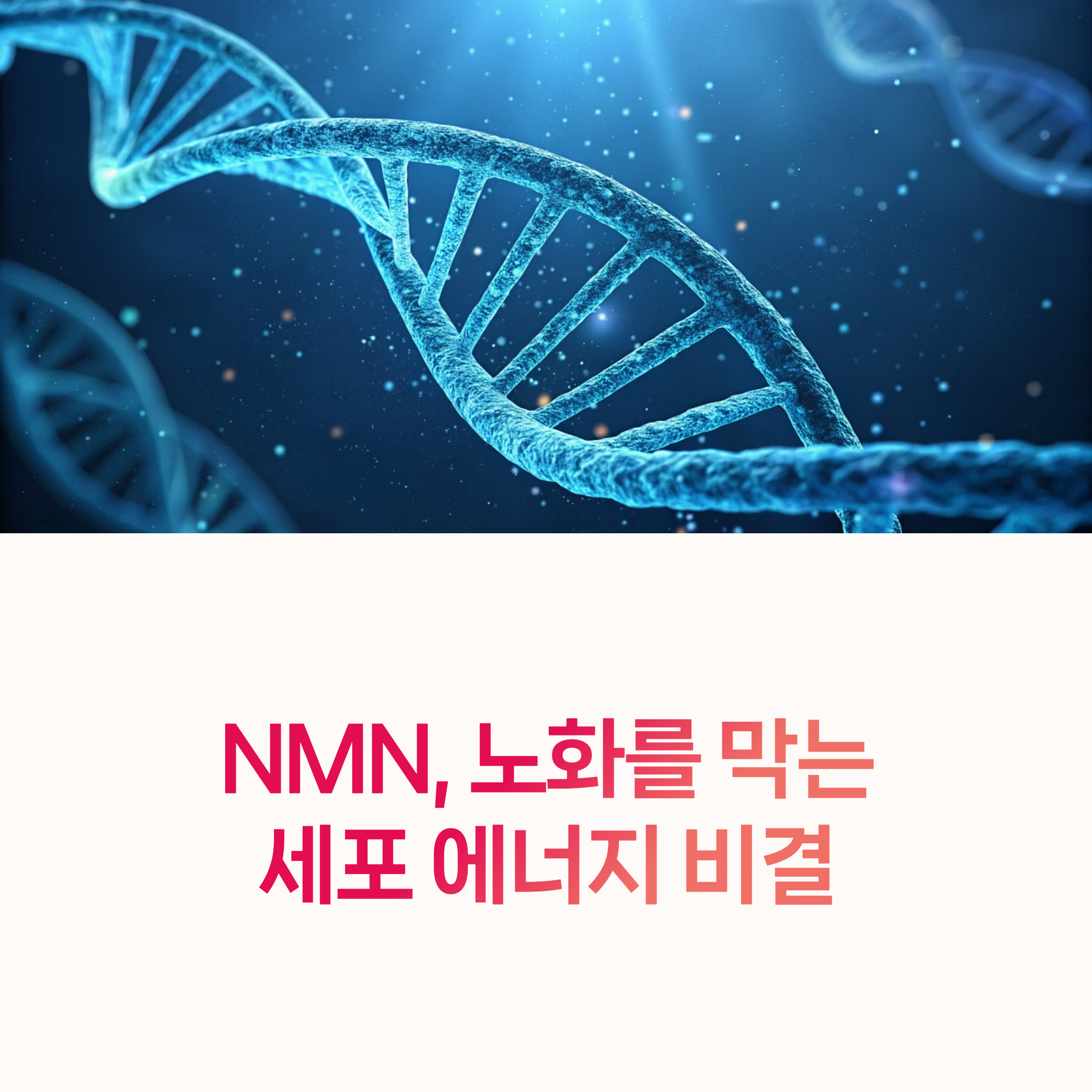 NMN, 항산화,