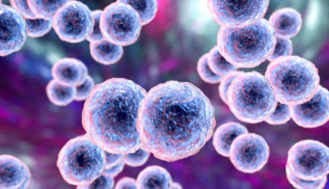 Lymphocyte 수치