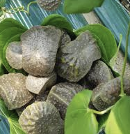 하늘마 효능 부작용 하늘마 먹는방법 보관방법 총정리 (최신)