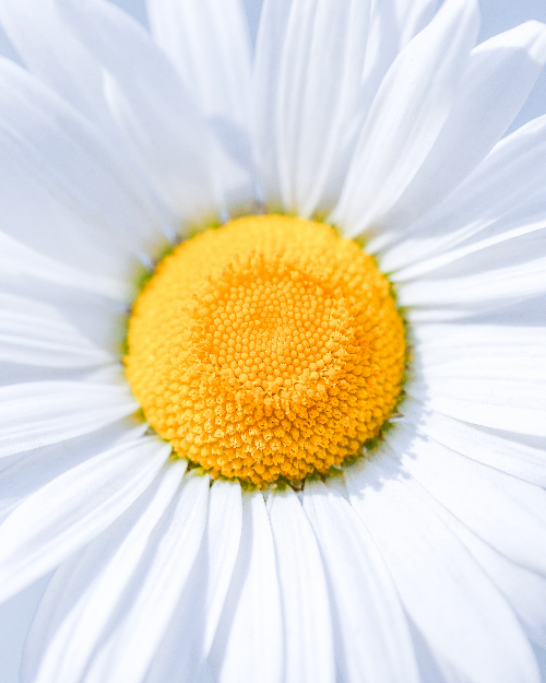 Alpha 1ㅣSEL135F18GMㅣ@musteries