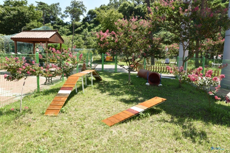 고속도로별 애견 놀이터 휴게소 총정리: 댕댕이와 함께하는 즐거운 휴식! 관련 사진