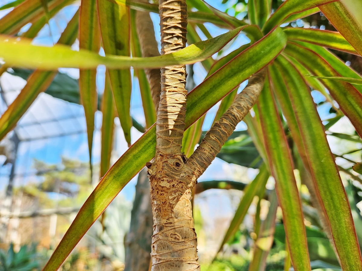 드라세나 마지나타