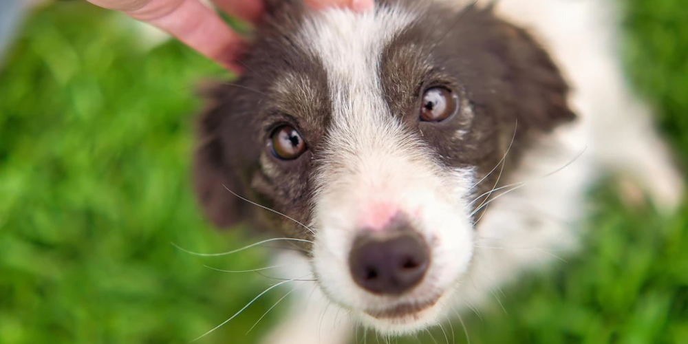 강아지 눈 충혈 원인