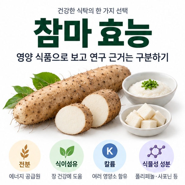 참마 효능과 참마 단면 전분 식이섬유 칼륨을 함께 보여주는 교육용 이미지