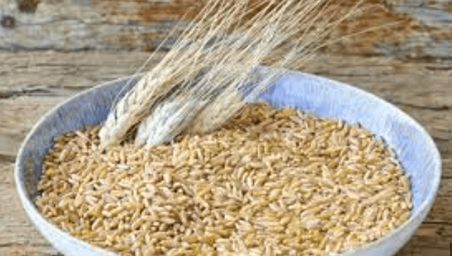 카무트 곡물사진