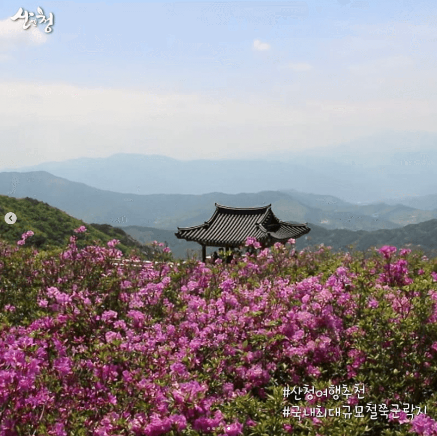 황매산 철쭉축제 기간