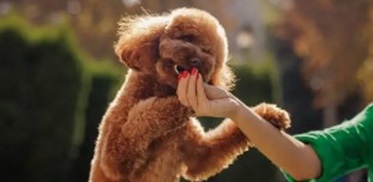 강아지 간식 중독 증상 - 사료 거부, 공격성? 이미 시작된 중독의 신호일 수 있습니다.