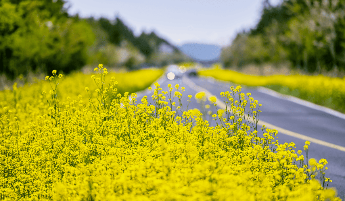 제주_렌트카_비교사이트_27