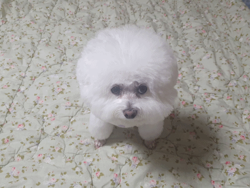 애견 미용 후 움짤