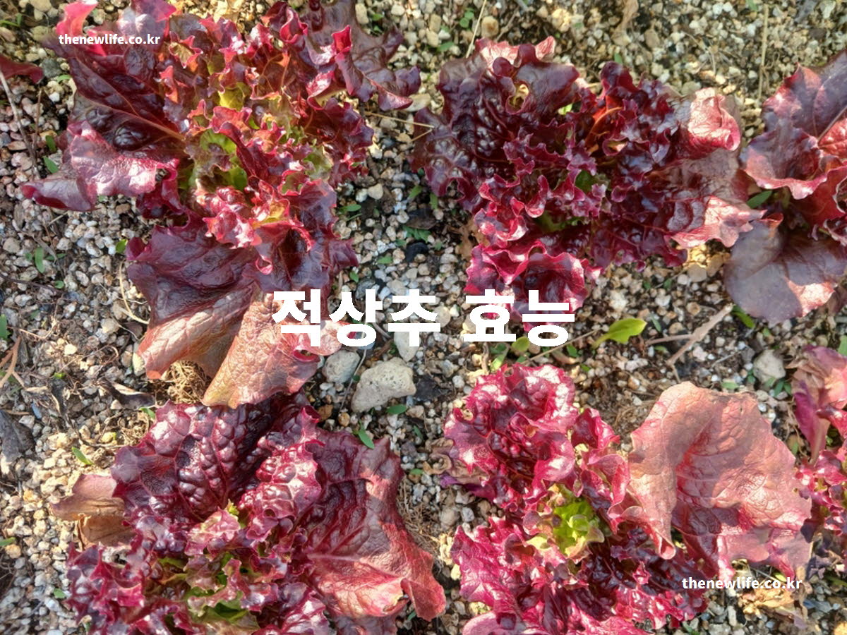 적상추 효능 대표 실사진