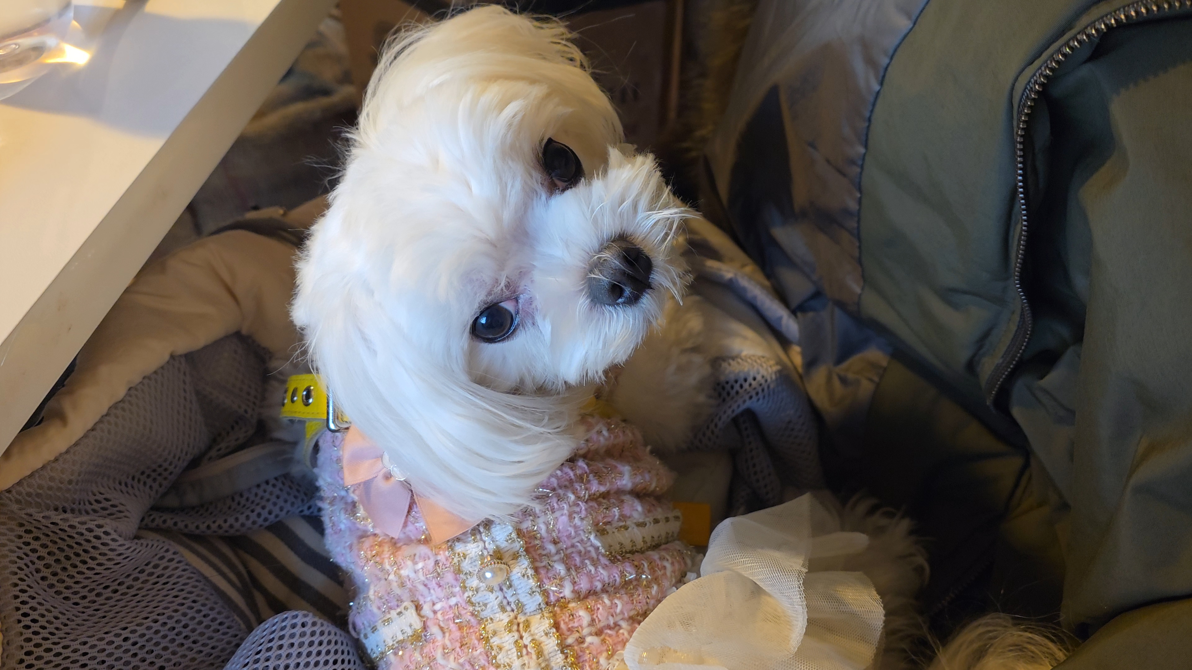 반려견과 함께한 친화적인 스페이스530 카페 방문기