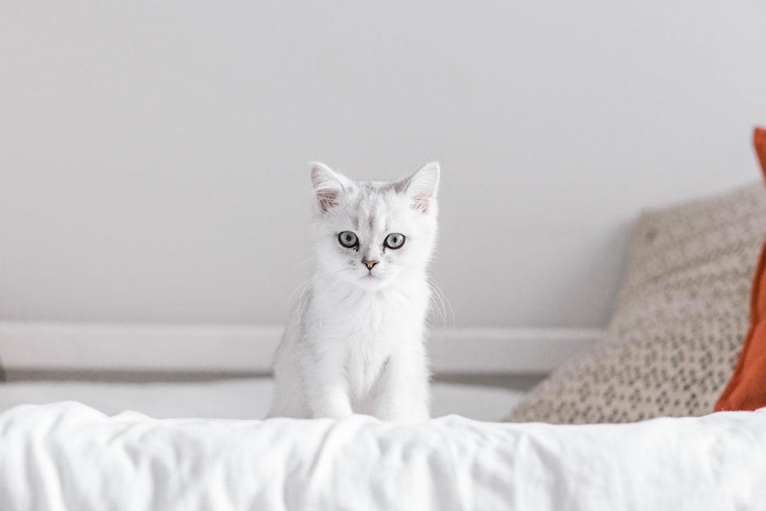 Kitten