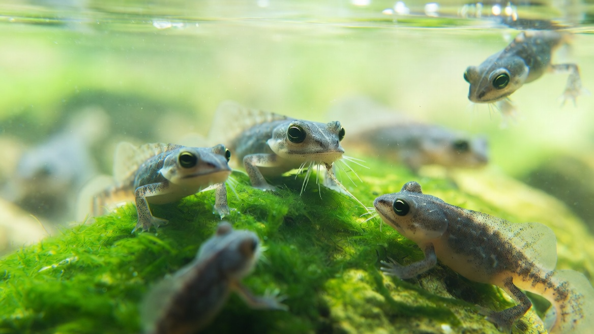 연못 바닥의 이끼를 긁어먹으며 수질을 정화하는 두꺼비 올챙이의 활동