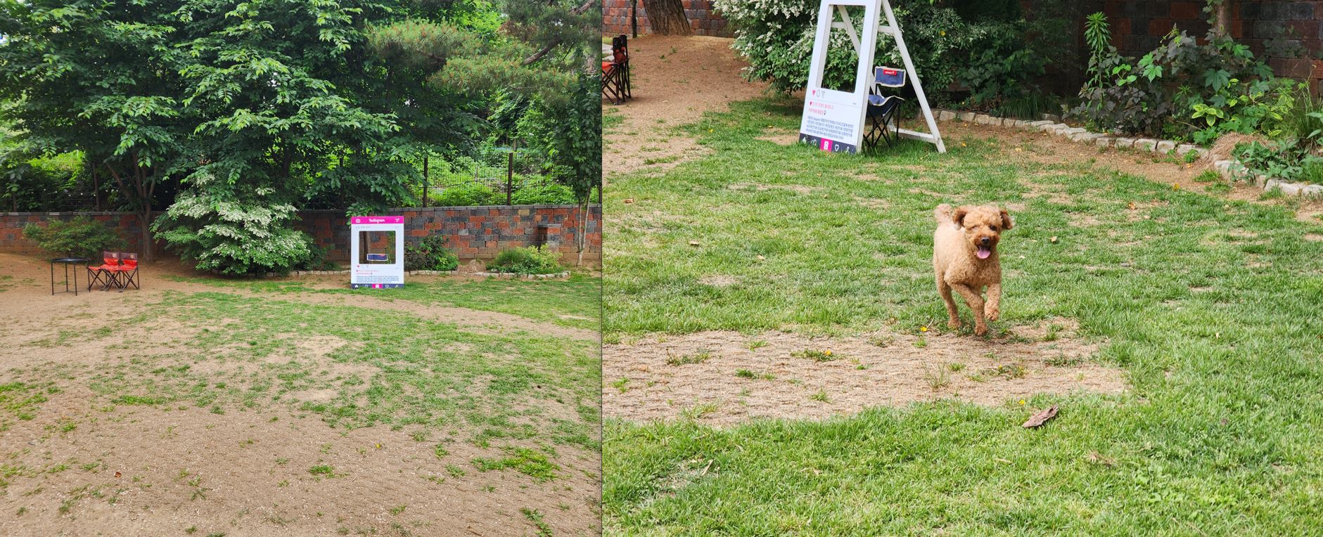 펖파크 실외 운동장에서 뛰어노는 강아지