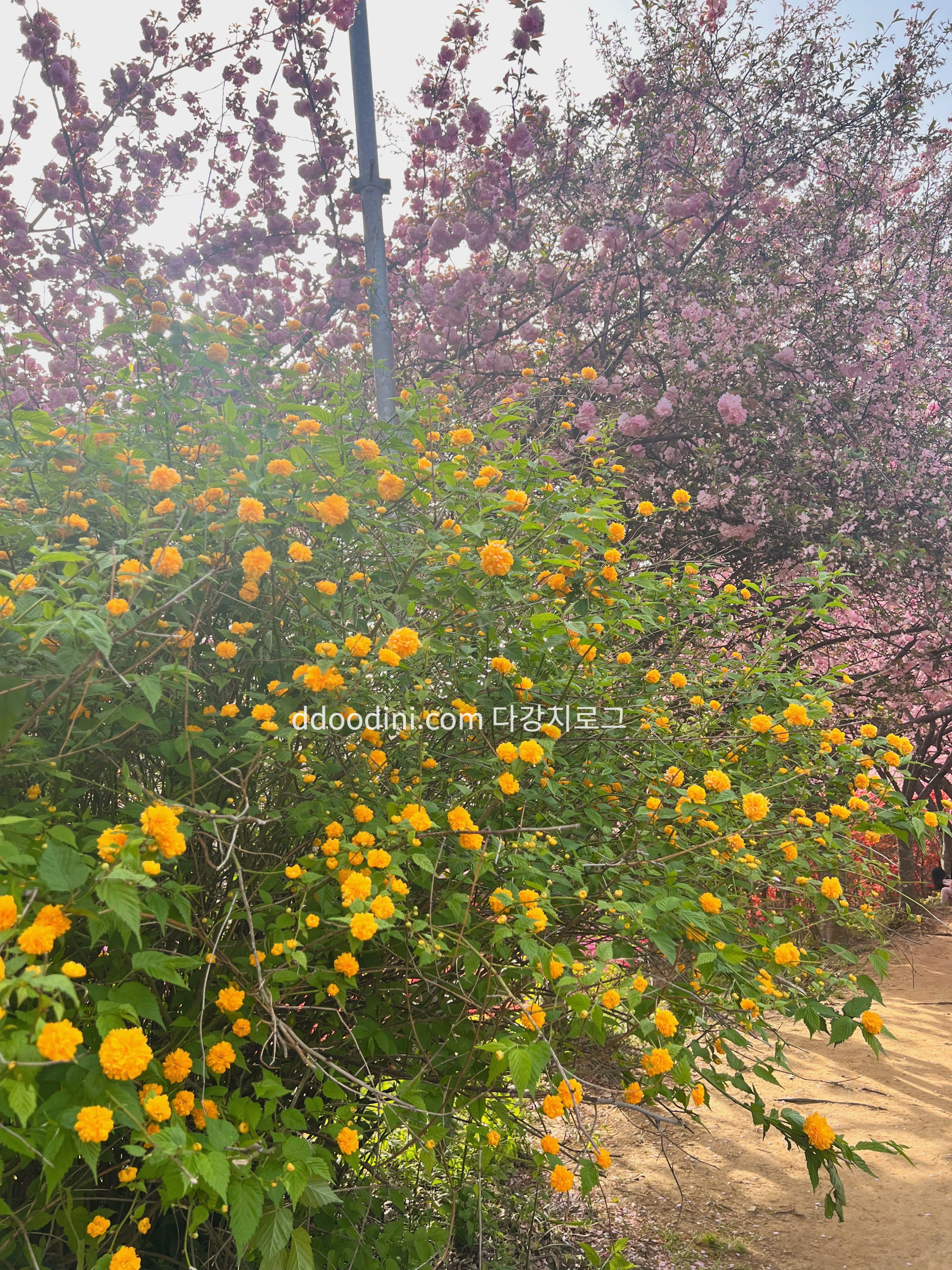 전주 완산꽃동산