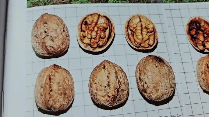 피칸 재배 기후 선택 전정 포인트 열매 건조_7