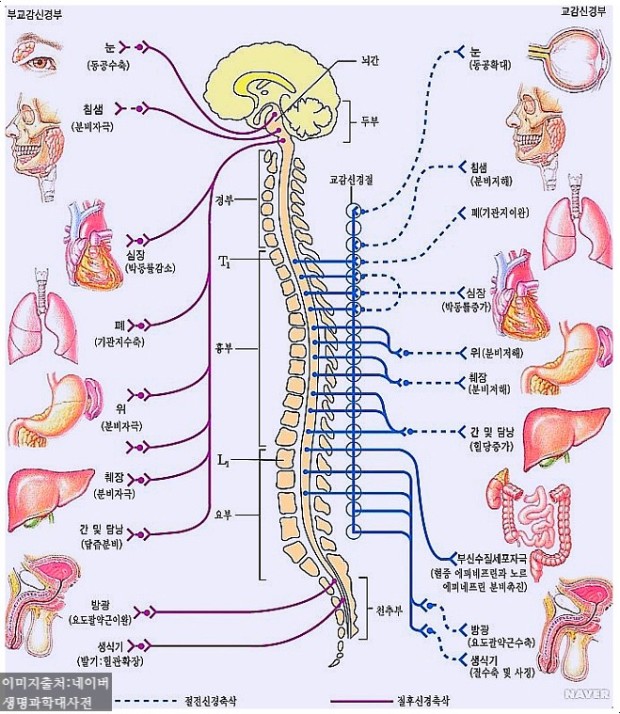 자율신경계