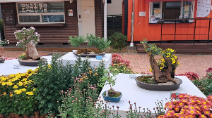 화성_우리꽃식물원_국화전시회