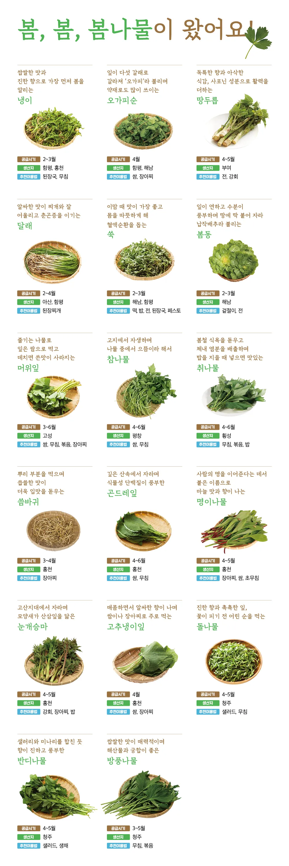 사철나물 재배 상자 텃밭 초보 가능 물 관리_5