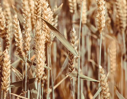 농작물 재해보험: 가입 조건부터 신청